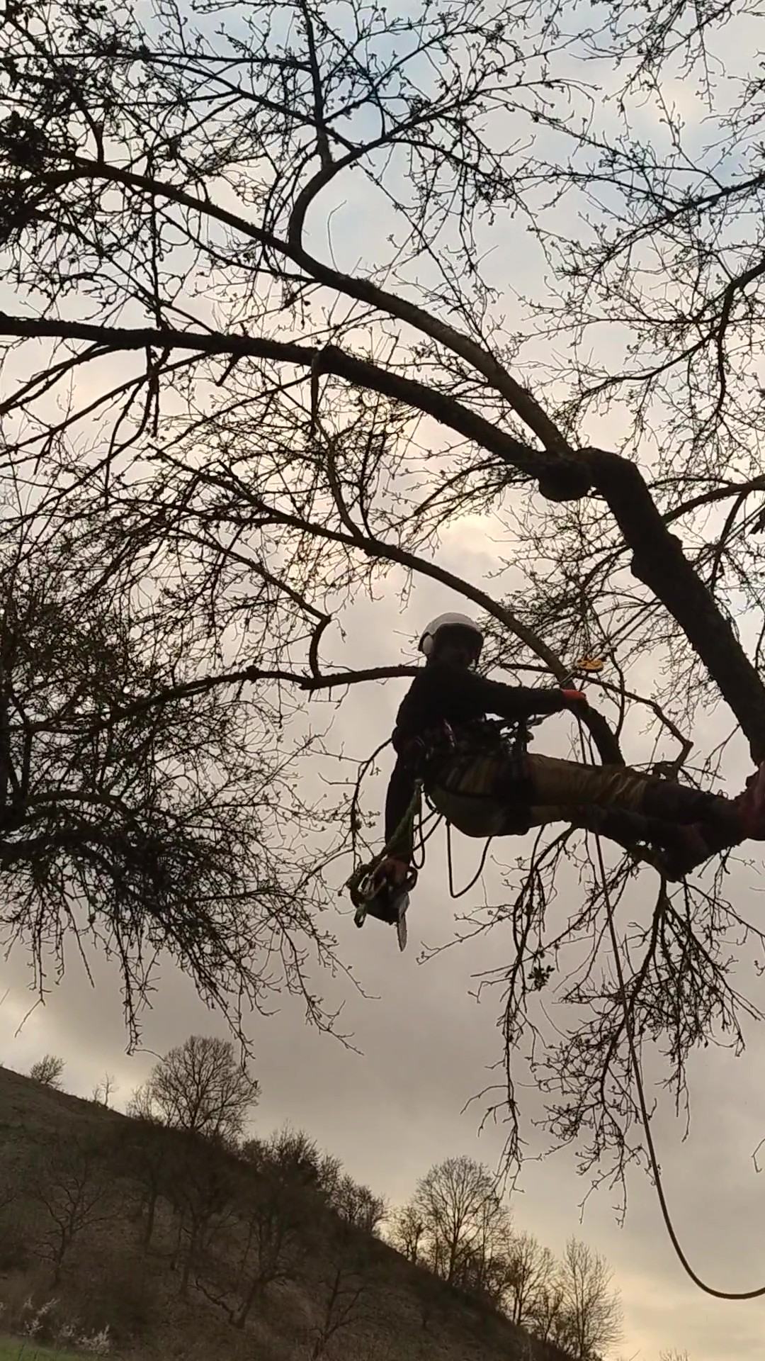 Curs de arboricultură