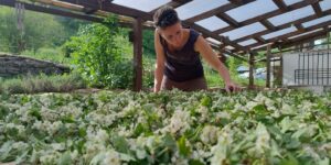 coopérative tisanes séchoir solaire Cooperativă de ceaiuri din plante artizanală Craft herbal tea cooperatives