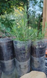 multiplier ses plantes, înmulțirea plantelor, plant propagation