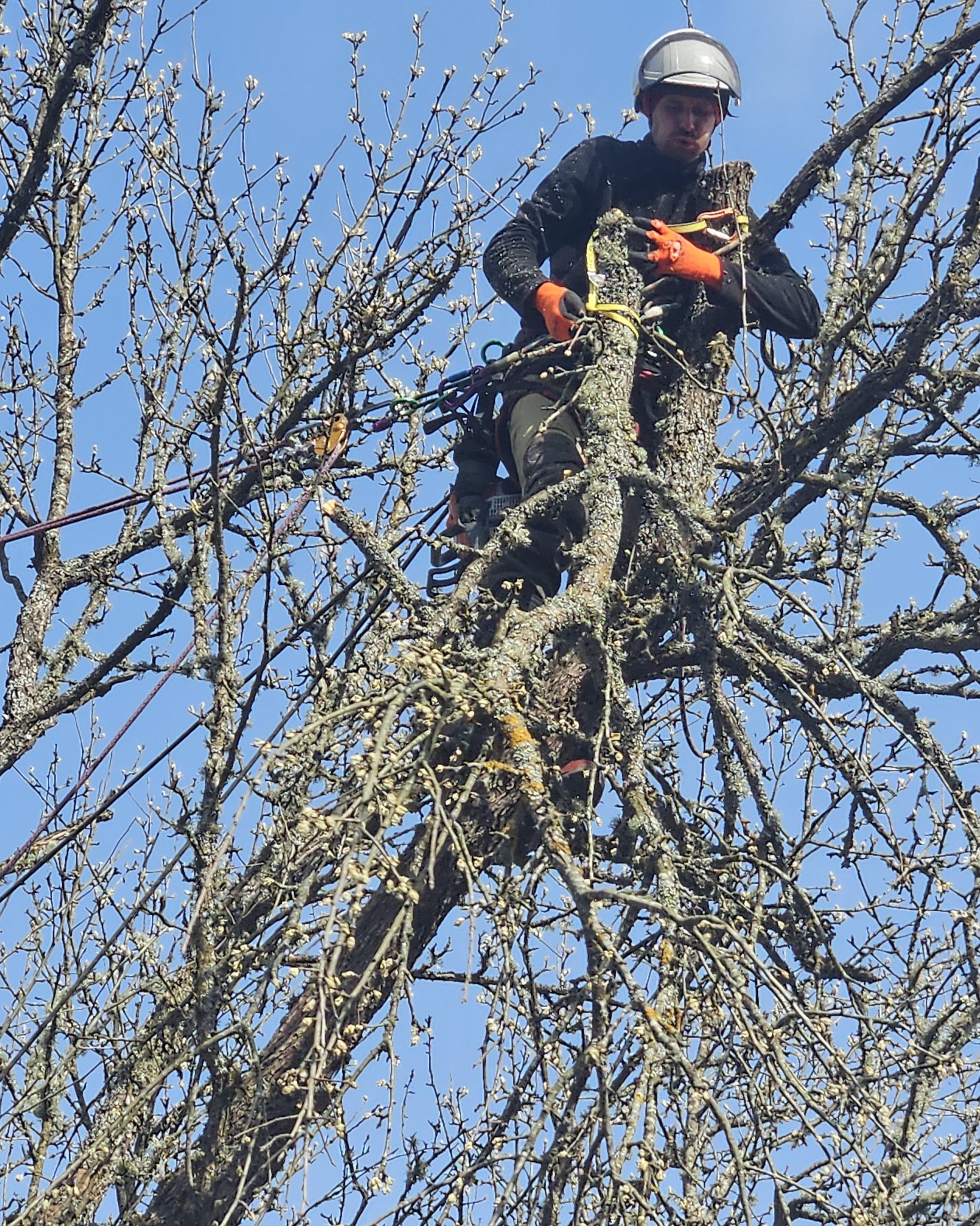 Cours d’arboriculture