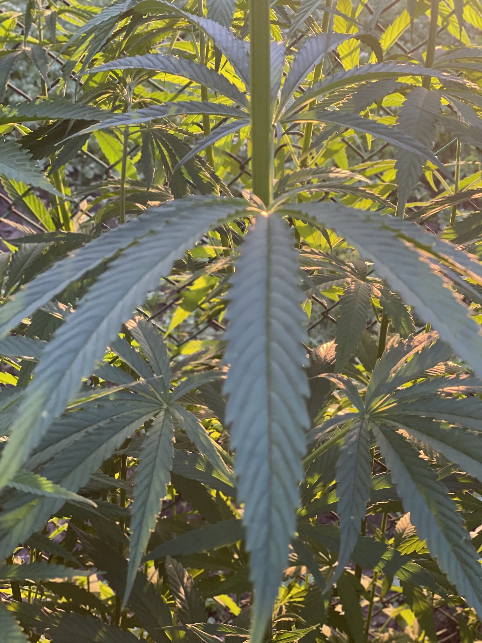 Curs de construcții naturale cu Hempcrete