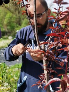 FR Atelier de greffage d’arbres fruitiers en Transylvanie à l’Ermitaj Malin EN Fruit tree grafting workshop in Transylvania at Ermitaj Malin RO Atelier de altoire pomi fructiferi în Transilvania la Ermitaj Malin