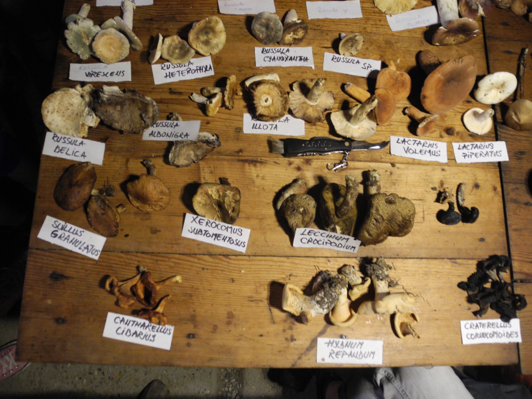 Plante și ciuperci comestibile